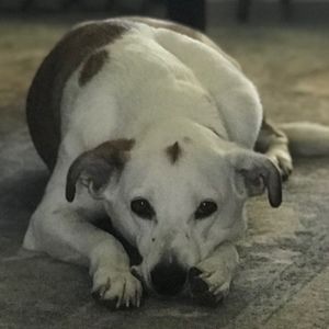 Meet your Posher, Posh